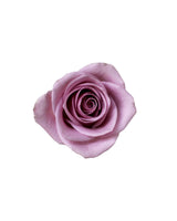 Rose (China) - Purple