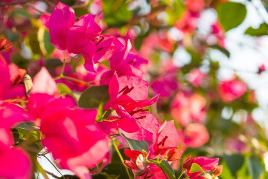 15 Flowers That Bloom All Year For A Colourful Garden