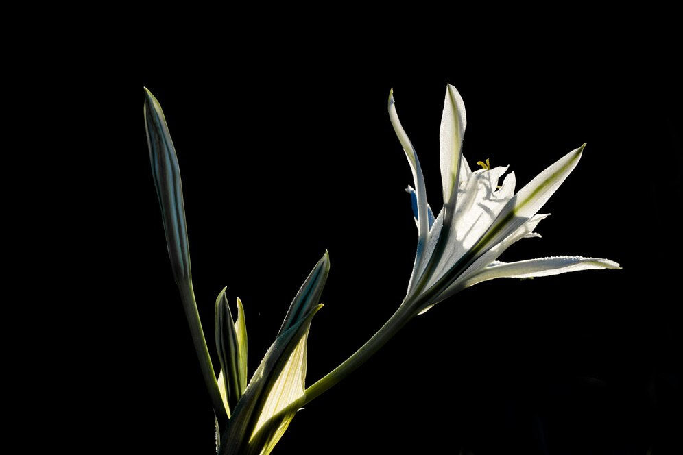 Rare Flowers 