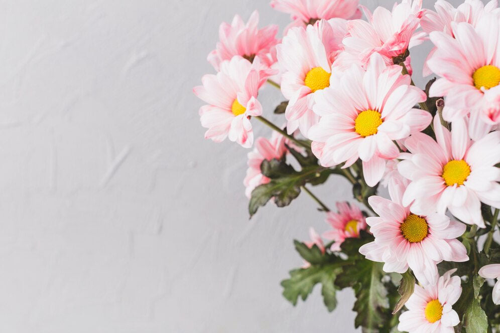 Types of Daisies